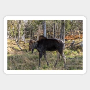 Moose in the fall woods Sticker